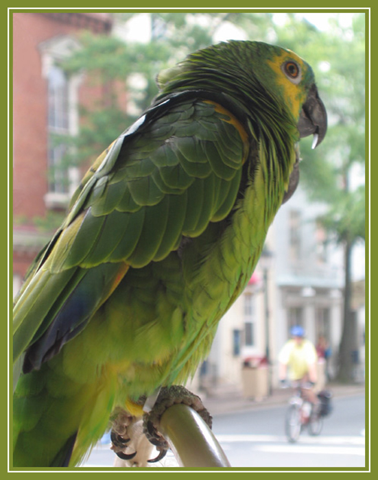 31007_Parrot_1