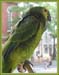 31007_Parrot_1