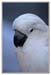 31008_Parrot_2